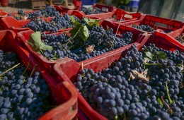 vendemmia