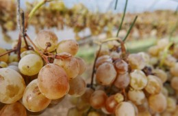 ansonica passito particolare