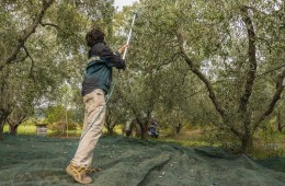 olio toscano raccolta edo
