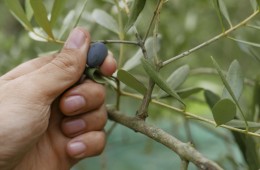 olio toscano