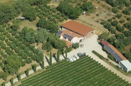 vendemmia 2018