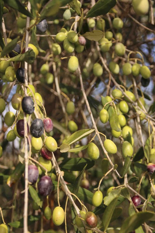 olive 2016 primo piano, olio toscano