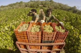 vendemmia 2017