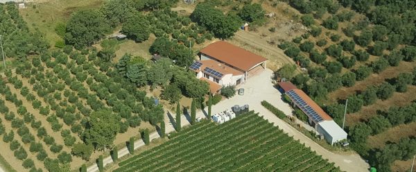 vendemmia 2018