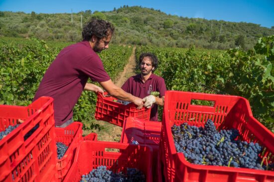vendemmia 2020